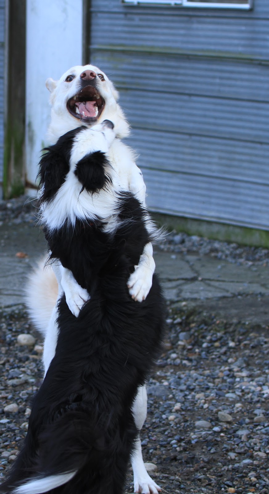 Willchris Kennels Ltd | 14824 40 Ave, Surrey, BC V3S 0L2, Canada | Phone: (604) 576-9603