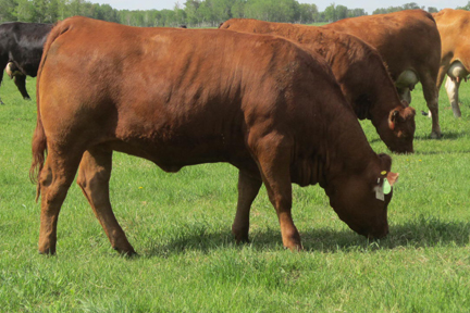 Cherway Limousin | Rd 6W,, Box 262, MB R0G 2J0, Canada | Phone: (204) 736-2878