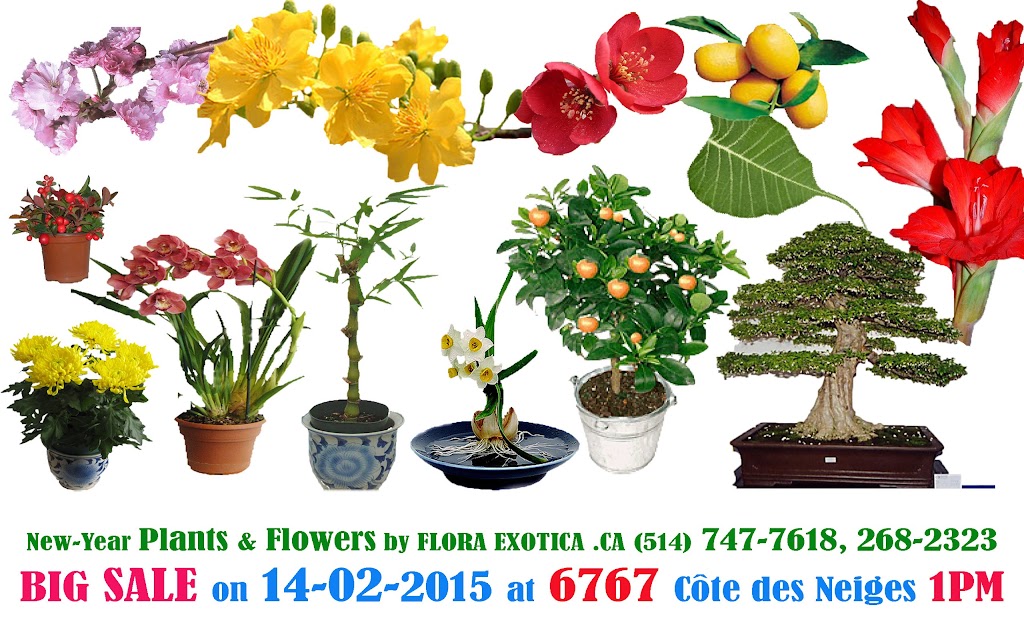 Flora Exotica OFFICE - Open by Appointment | 2435 Rue Valade, Saint-Laurent, QC H4M 1N2, Canada | Phone: (514) 268-2323