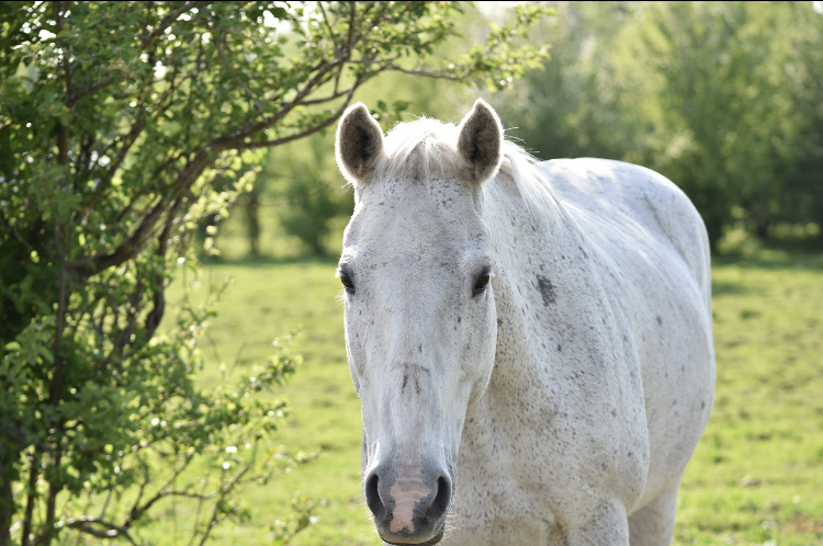 Pause Awhile Equestrian Centre | 13243 McCowan Rd, Whitchurch-Stouffville, ON L4A 7X5, Canada | Phone: (905) 640-7232