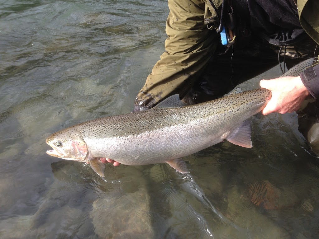 Tightline Fishing Adventures - Salmon SturgeonTrout Fishing | 49280 Bell Acres Rd, Chilliwack, BC V4Z 1C1, Canada | Phone: (604) 702-8224