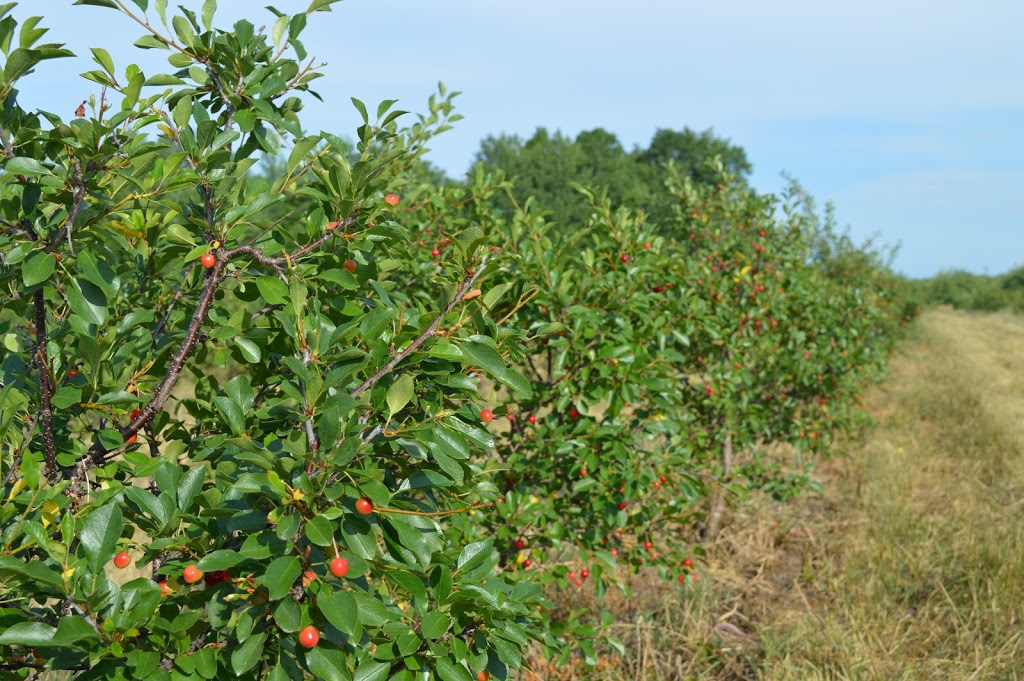 Domaine Du Flanc Sud | 920 Chemin de la Montagne, Mont-Saint-Hilaire, QC J3G 4S6, Canada | Phone: (450) 281-0542