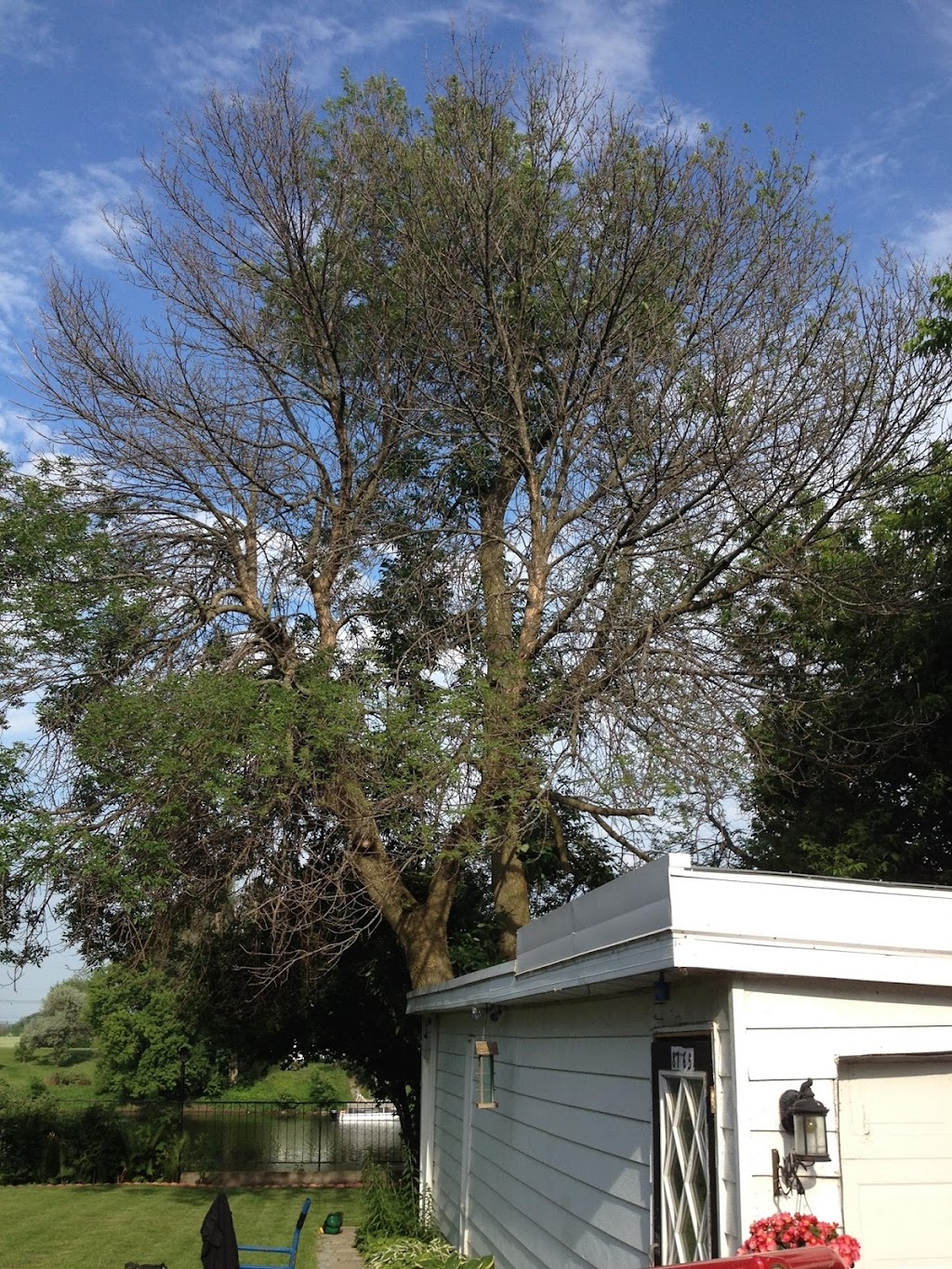 Samuel Girouard Arboriculteur-élagueur | 16325 Av. Roy, Saint-Hyacinthe, QC J2T 4G6, Canada | Phone: (450) 501-8205