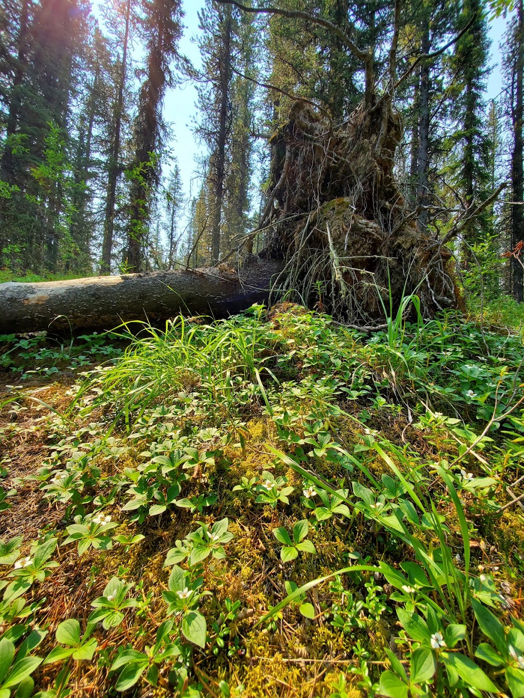 Peppers Lake Provincial Recreation Area | Peppers Lake Rd, Alberta T0M, Canada | Phone: (403) 845-8349