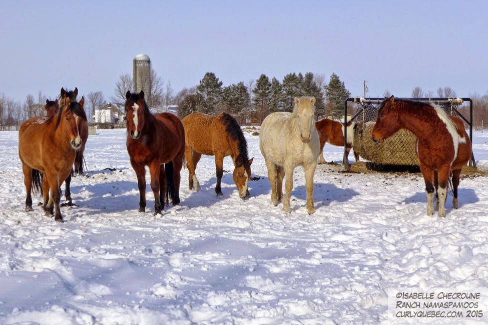 Domaine du Ranch Namaspamoos | 249 Rte 221 sud, Lacolle, QC J0J 1J0, Canada | Phone: (450) 246-4641