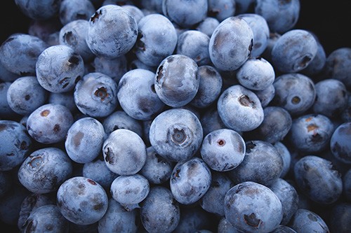 Mahil Farms - Blueberry Farm | 1613 Lefeuvre Rd, Abbotsford, BC V4X 1E3, Canada | Phone: (604) 897-2052