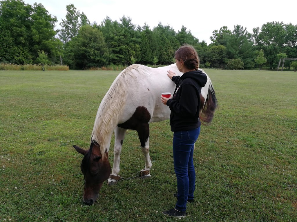 Texas Longhorn Ranch | 1745 Melwood Dr, Strathroy, ON N7G 3H5, Canada | Phone: (519) 247-3644