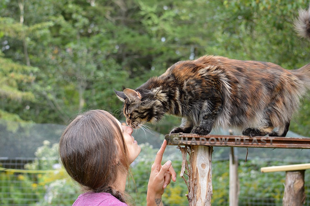 Élevage Shadow Beast Maine Coon Cattery | Route 281 Nord, Armagh, QC G0R 1A0, Canada | Phone: (418) 476-1865