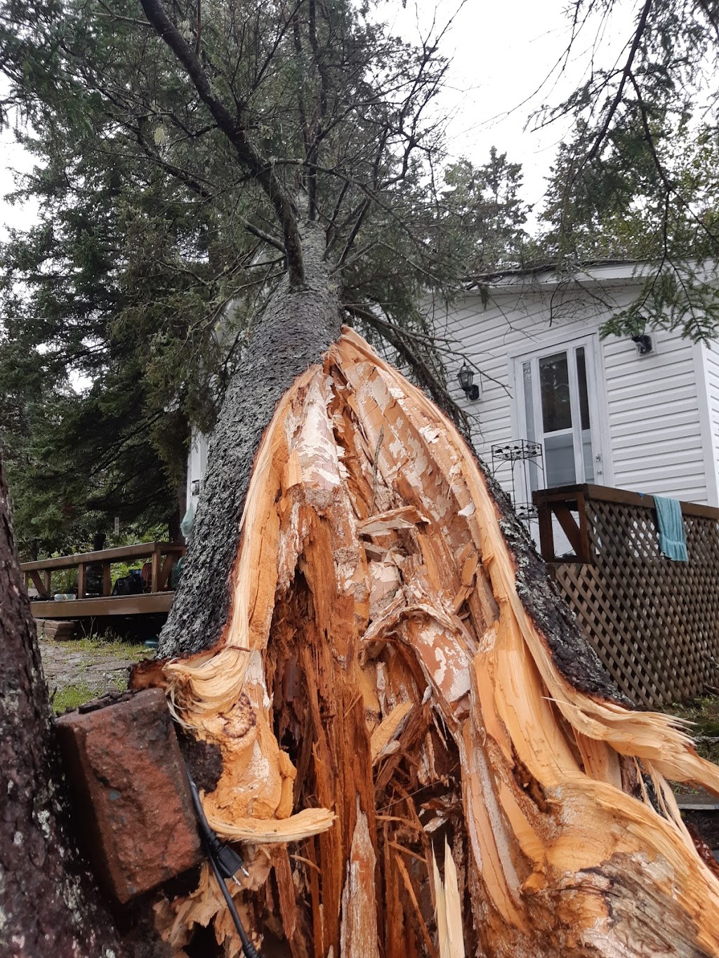 No Limits Tree Experts Inc. | 1359 NB-114, Lower Coverdale, NB E1J 1C5, Canada | Phone: (506) 609-8733