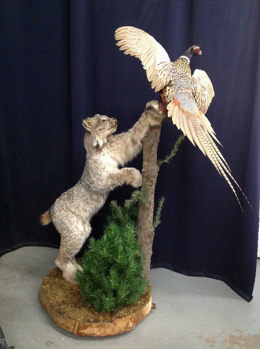 Free Spirit Taxidermy | 5112 50 St, Ponoka, AB T4J 1S3, Canada | Phone: (403) 934-8140