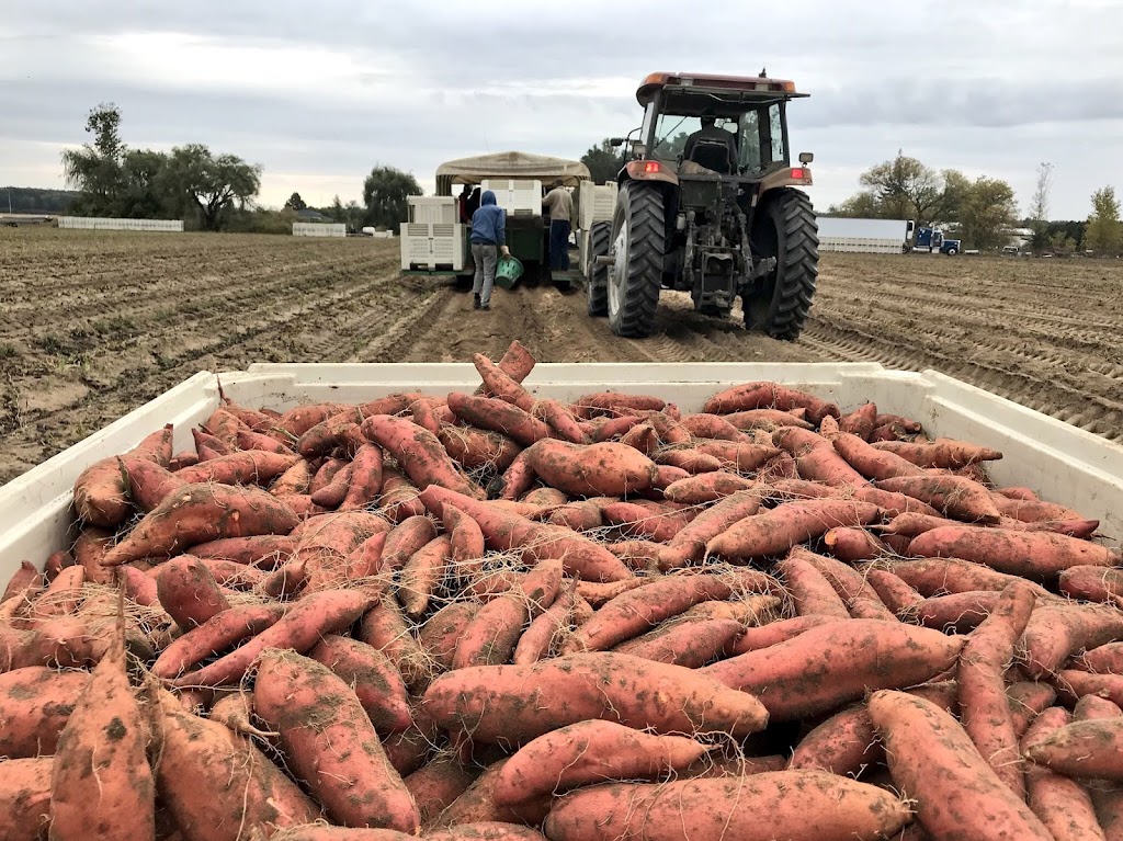 Streef Produce Limited | 447 Brant County Hwy 2, Princeton, ON N0J 1V0, Canada | Phone: (519) 458-4311