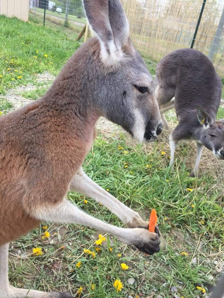 Timber Creek Petting Farm | 6572 Burns Line Rd, Lexington, MI 48450, USA | Phone: (810) 712-6446