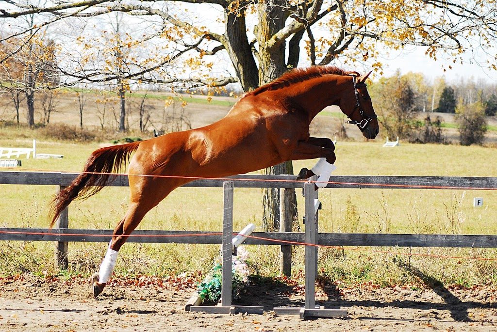 Kings Meadow Equestrian Centre | Middletown Rd, Hamilton, ON N0B 2J0, Canada | Phone: (905) 520-9040