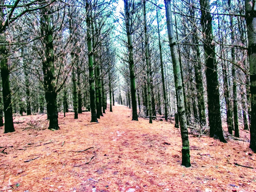 Chesney Wilderness Area Trail | Oxford Road 29, Blandford-Blenheim, ON N0J 1M0, Canada | Phone: (866) 900-4722