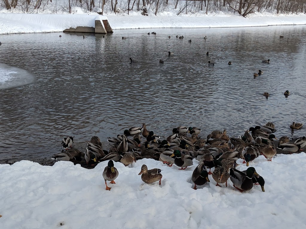 The Duck Pond | 2710 Saratoga Pl, Gloucester, ON K1T 1Z2, Canada