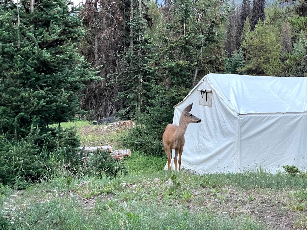 Spruce Lake Camp- Tyax Adventures | Squamish-Lillooet, BC V0K 1P0, Canada | Phone: (250) 238-0177