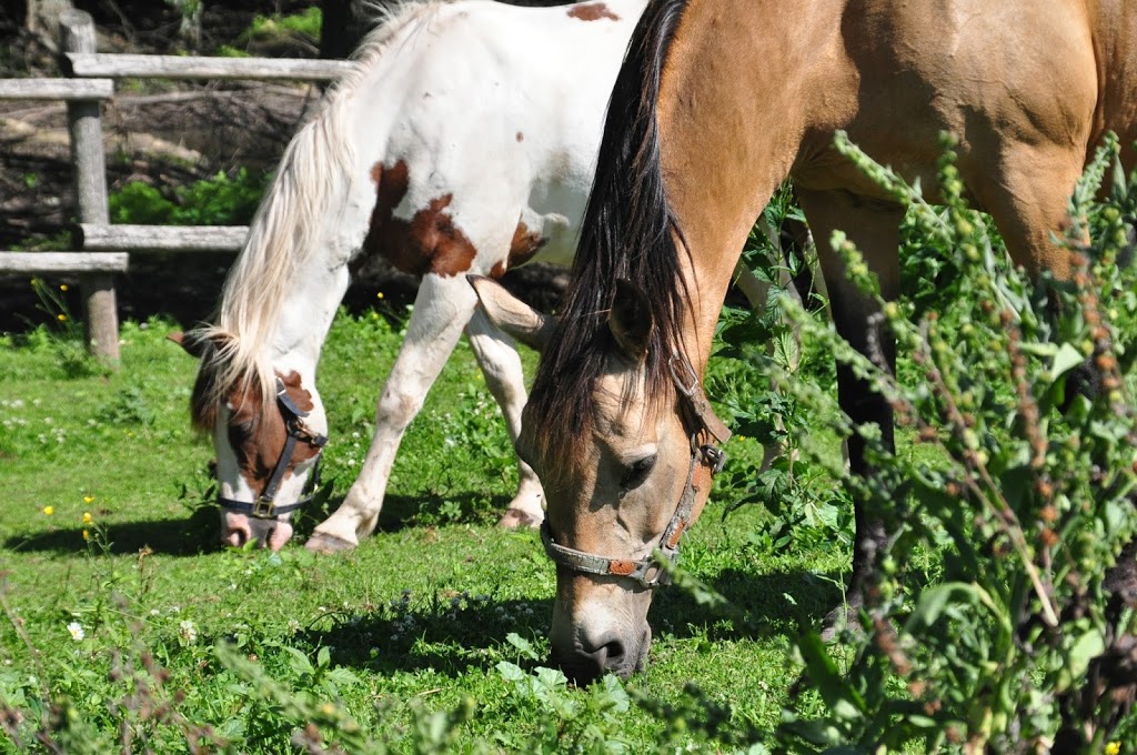 Fallbrook Trail Ranch | 14097 9 Line, Georgetown, ON L7G 4S8, Canada | Phone: (905) 873-6588