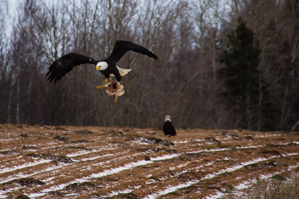 Sheffield Mills Eagle Watch -Eagle viewing site | 1770 Middle Dyke Rd, Centreville, NS B0P 1J0, Canada | Phone: (902) 582-1708