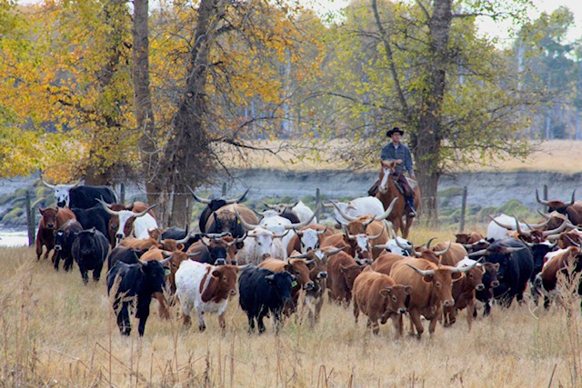 Ta Ta Creek Ranch | 6256 BC-95A, Ta Ta Creek, BC V0B 2H0, Canada | Phone: (250) 688-0466