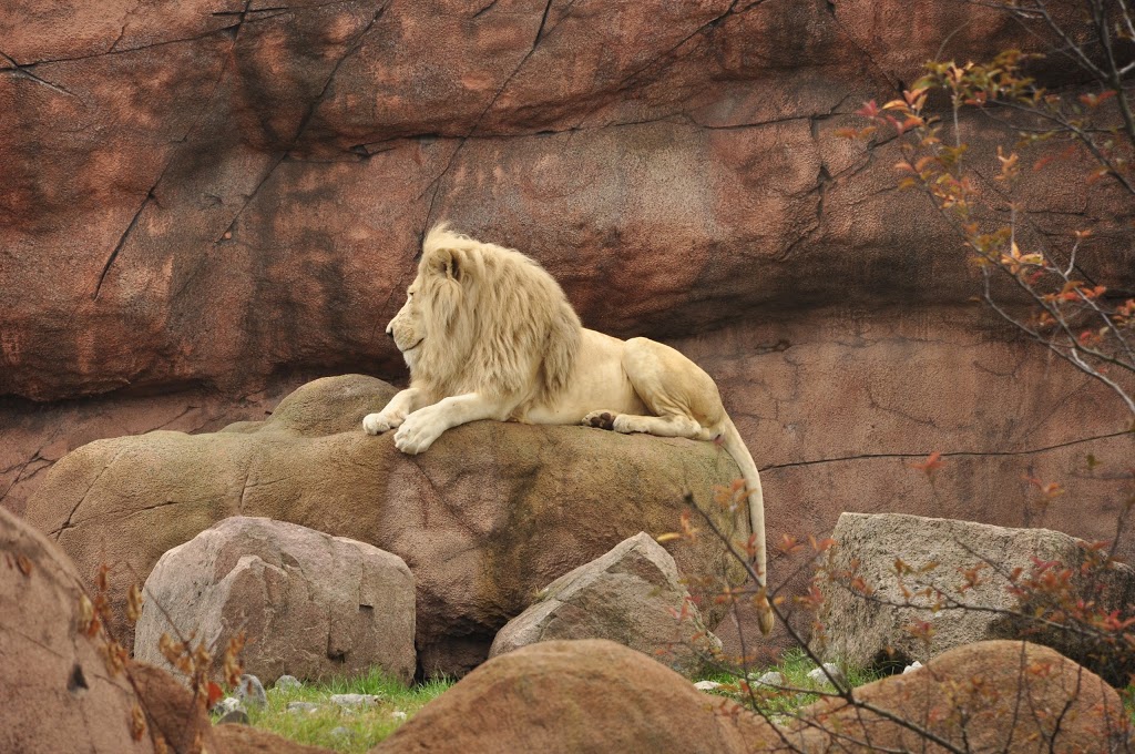 Lion Exhibit | 2000 Meadowvale Rd, Scarborough, ON M1B 5K7, Canada | Phone: (416) 392-5929