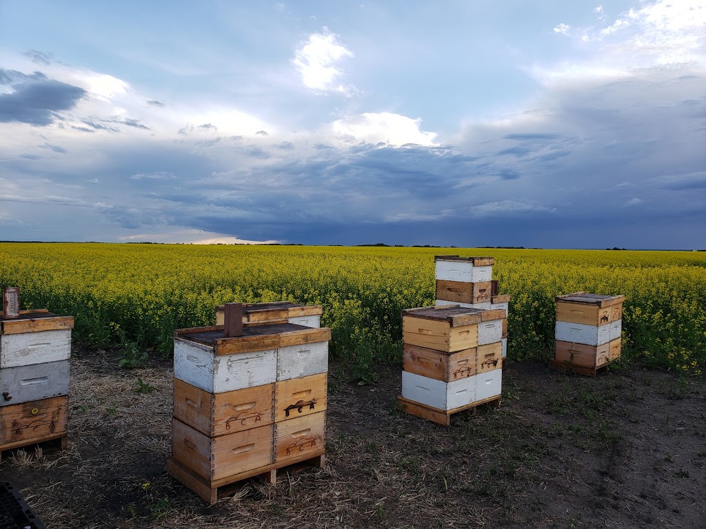 Beaver Creek Apiaries ltd. | Unnamed Road, Beaver County, AB T0B 4A0, Canada | Phone: (780) 722-4232