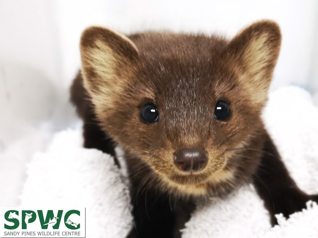 Sandy Pines Wildlife Centre | 8749 2, Napanee, ON K7R 3L1, Canada | Phone: (613) 354-0264