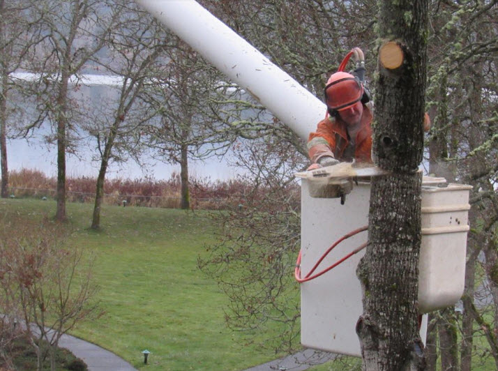 Libra Tree Services Ltd | 4945 Waters Rd, Duncan, BC V9L 6S9, Canada | Phone: (250) 748-4449