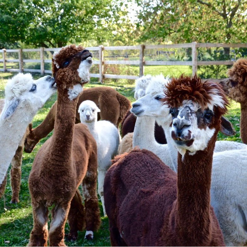 SHED Chetwyn Farms | 500 Closson Rd, Hillier, ON K0K 2J0, Canada | Phone: (613) 399-1990