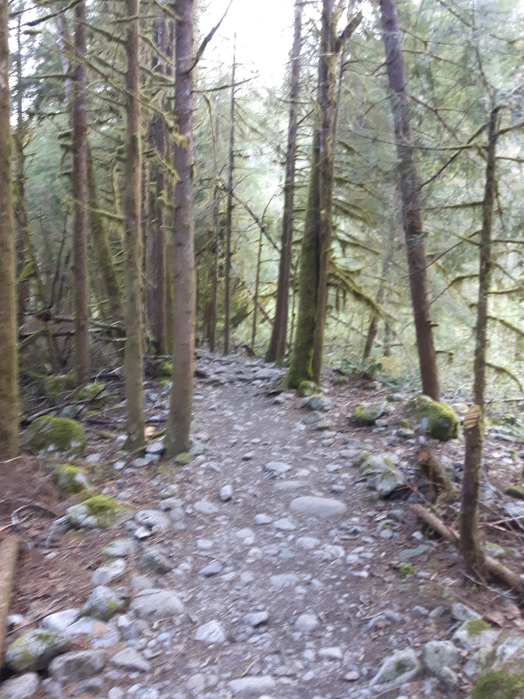 Cedar Mills Trail | Cedar Mills Trail, North Vancouver, BC V7K 3B2, Canada