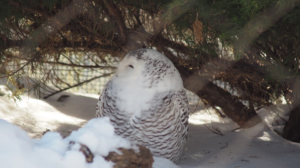 Snowy Owl Exhibit | 2000 Meadowvale Rd, Scarborough, ON M1B 5K7, Canada | Phone: (416) 392-5929