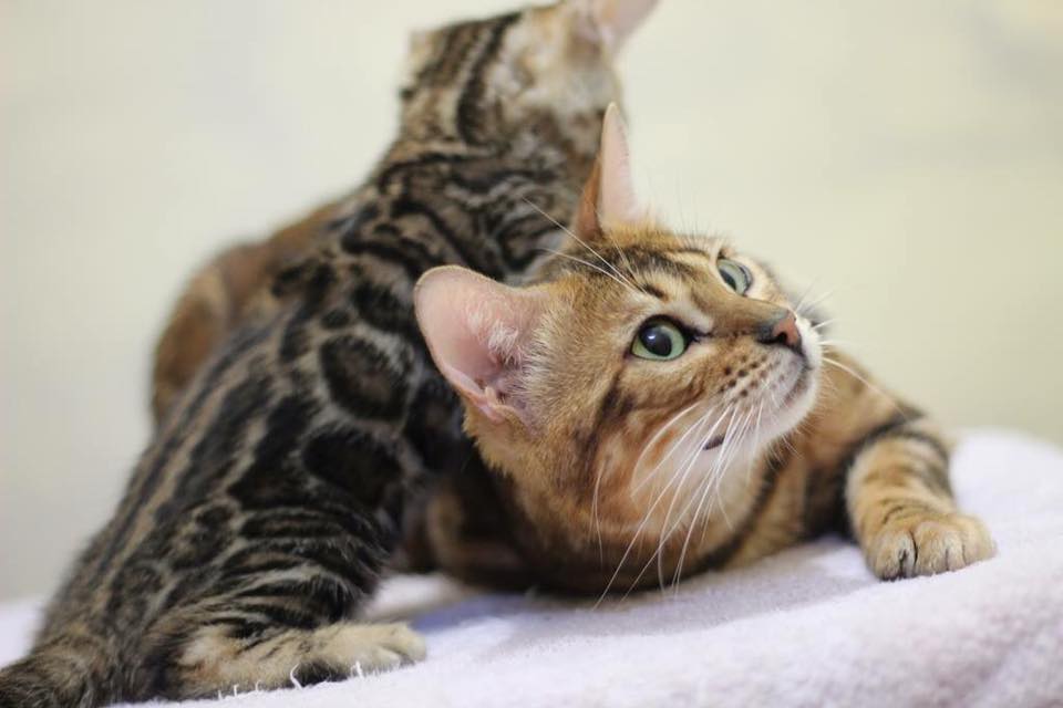 Chat Bengal Cattery // MARIE BENGAL | 12 Place Grenville Nord, Grenville-sur-la-Rouge, Quebec J0V 1B0, Canada | Phone: (819) 242-5382