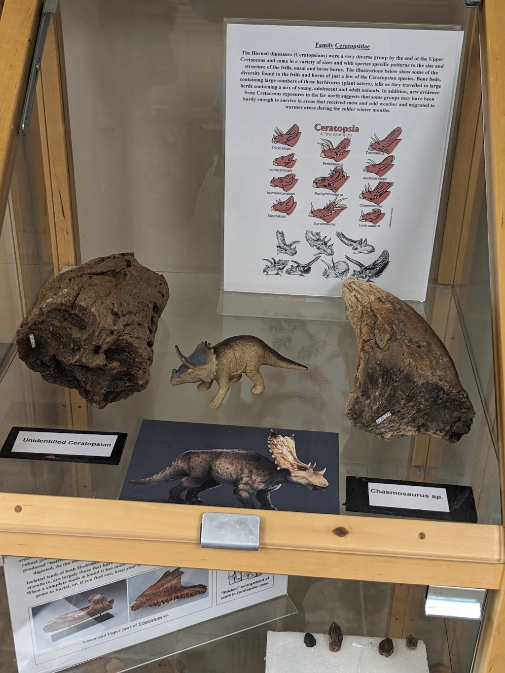 Devils Coulee Dinosaur and Heritage Museum | Inside the County building, 300A County Rd, Warner, AB T0K 2L0, Canada | Phone: (403) 642-2118