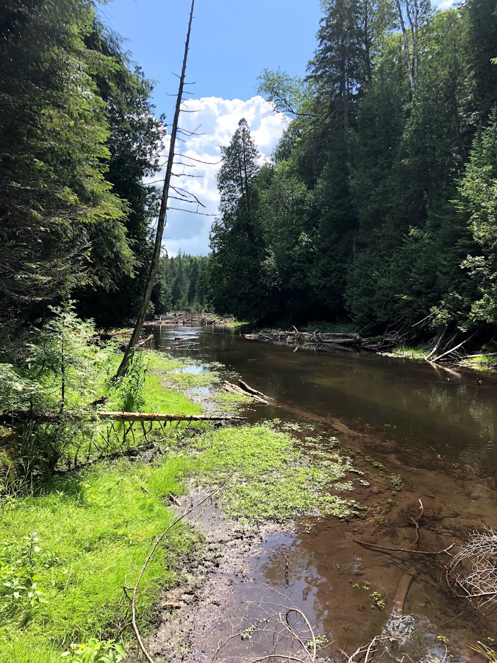 Feversham Gorge - Madeleine Graydon Memorial Conservation Area | 106 River Rd, Feversham, ON N0C 1C0, Canada | Phone: (519) 376-3076