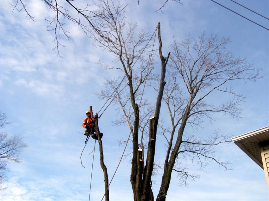 Arboriculture Renauld Vachon | 90 Rue du Lac, Scott, QC G0S 3G0, Canada | Phone: (418) 387-8376