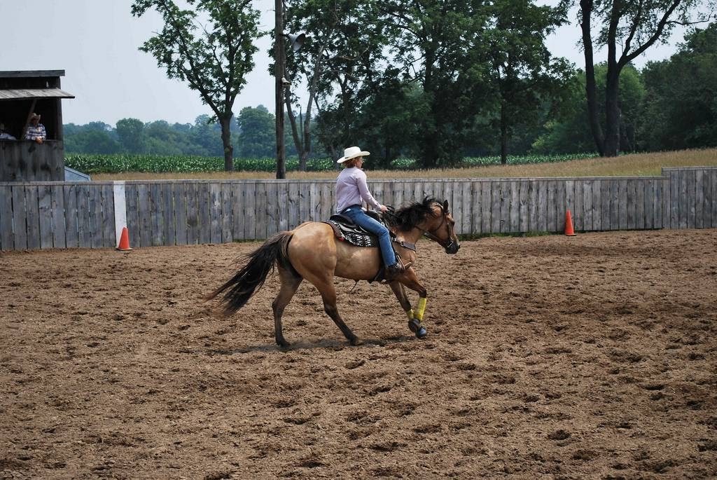 Walkerton Equine Veterinary Clinic | 13 Maple Hill Rd, Walkerton, ON N0G 2V0, Canada | Phone: (519) 881-2550