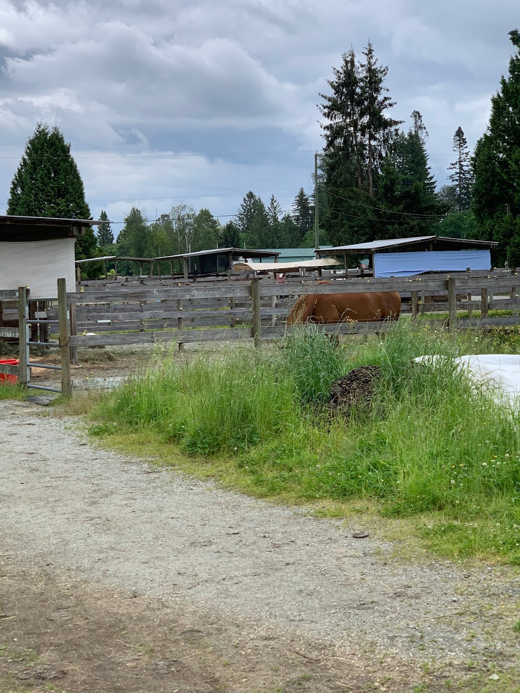 North Fraser Therapeutic Riding Association | 13345 Park Ln, Maple Ridge, BC V4R 2T1, Canada | Phone: (604) 462-7786