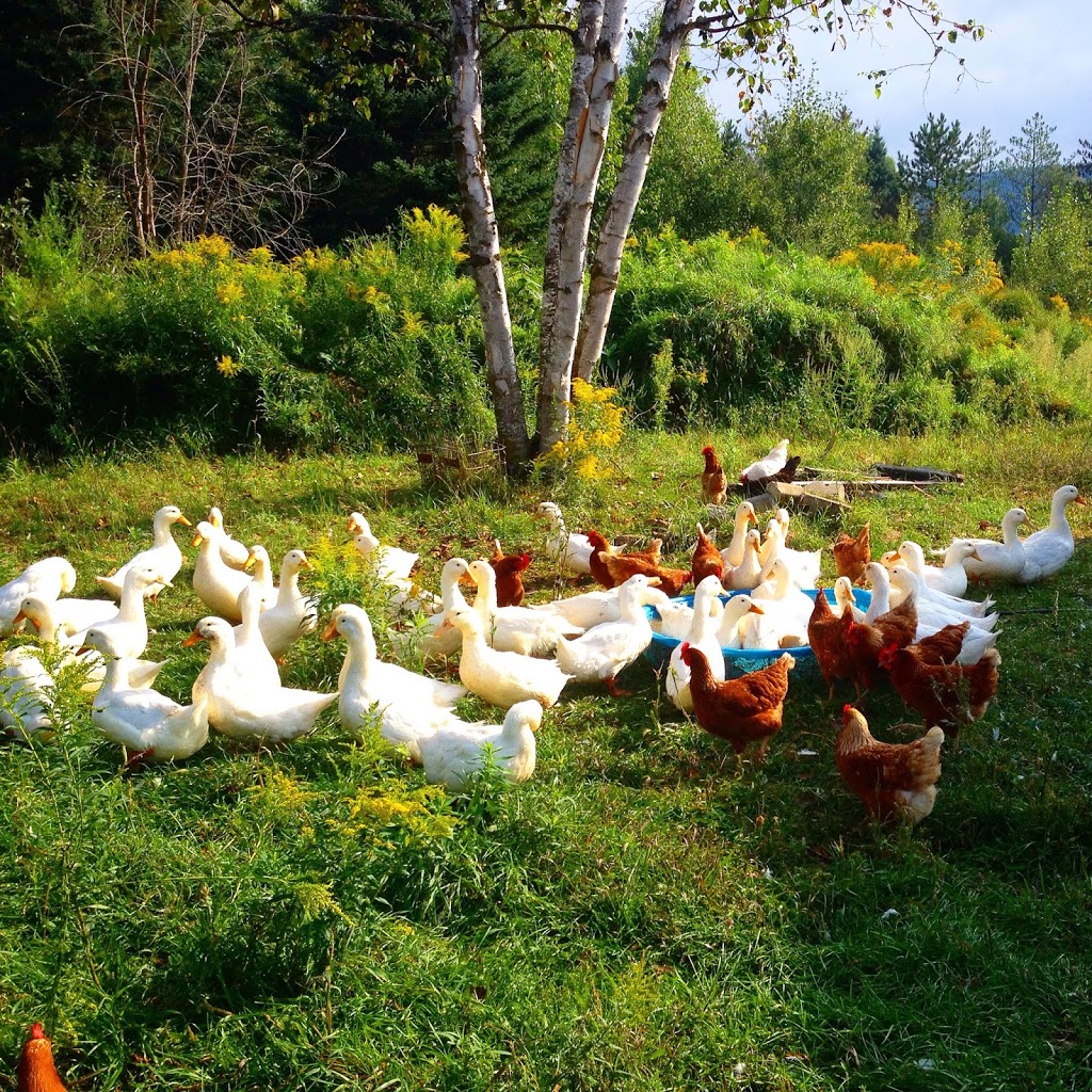 Ferme EcoLoko | 197 Rang des Collines, Brébeuf, QC J0T 1B0, Canada | Phone: (514) 295-2917