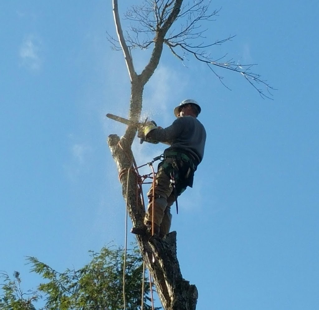 Lyles Tree Service | 94 Francis St W, Fenelon Falls, ON K0M 1N0, Canada | Phone: (705) 879-8858