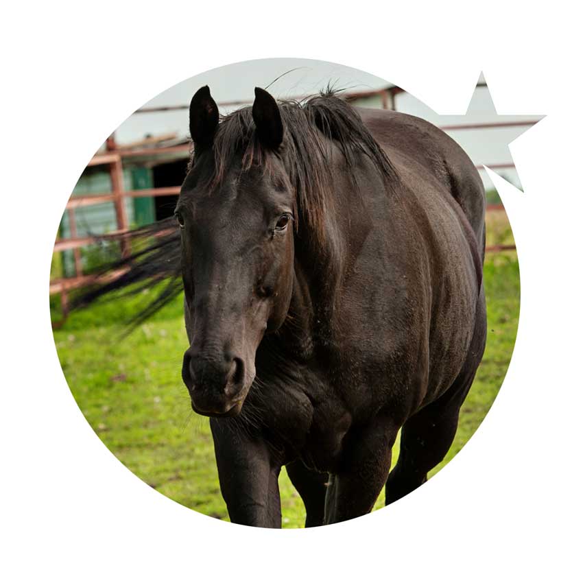 Shooting Star Psychology & Equine Therapy | RR 1 Site 17, Comp 1, Millet, AB T0C 1Z0, Canada | Phone: (780) 652-2606