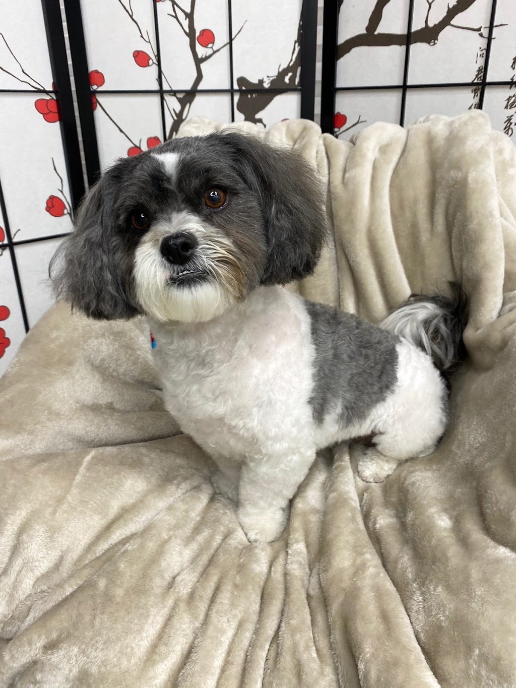 Mr Chows Grooming | 9200 Weston Rd, Woodbridge, ON L4H 2M4, Canada | Phone: (416) 834-4949