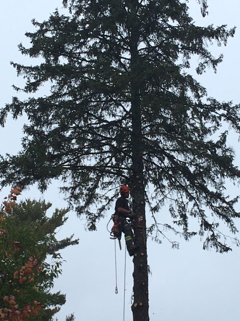 Schmeler Tree Removal and services | 369 Pickerel & Jack Lake Rd, Burks Falls, ON P0A 1C0, Canada | Phone: (705) 783-8247