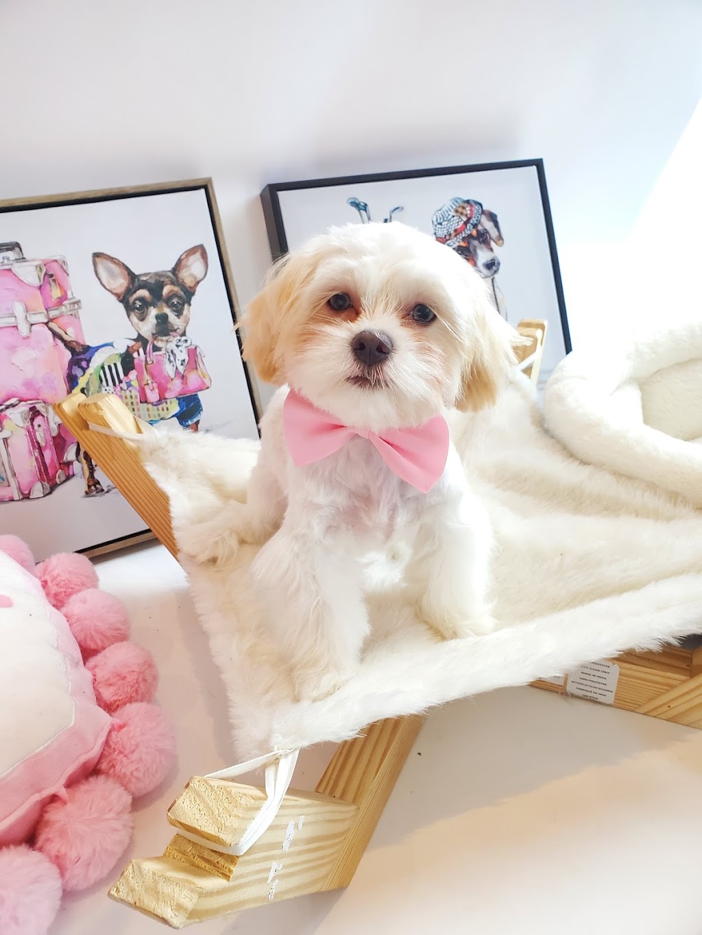 Puppy Love Salon & Spa | 281 Woodbridge Ave Unit A28, Woodbridge, ON L4L 0C6, Canada | Phone: (905) 264-9966