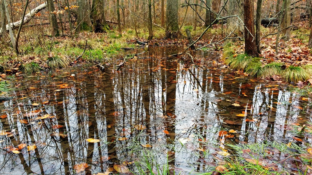 Mandaumin Woods Nature Reserve | Mandaumin Rd, Brigden, ON N0N 1B0, Canada