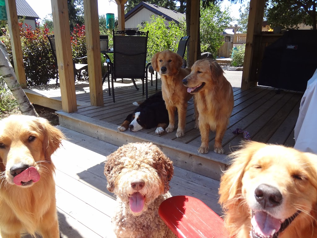 Best Friends Dog Walking & Pet Resort | 3922 Yonge St, Vineland, ON L0R 2C0, Canada | Phone: (905) 570-5471