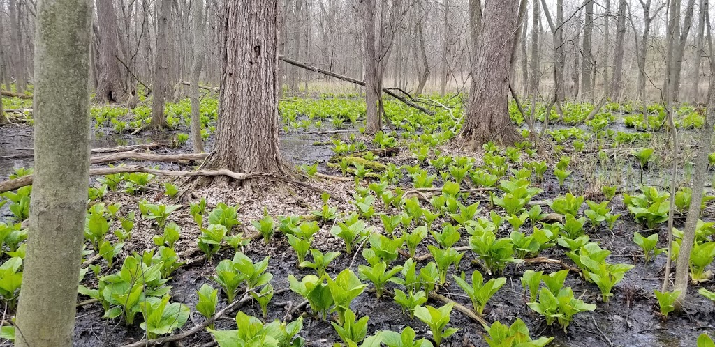 Great Baehre Swamp Wildlife Management Area | Buffalo, NY 14221, USA