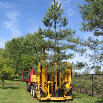 Eagle Ridge Tree Movers | 24534 Kennedy Rd, Sutton, ON L0E 1R0, Canada | Phone: (416) 991-6127
