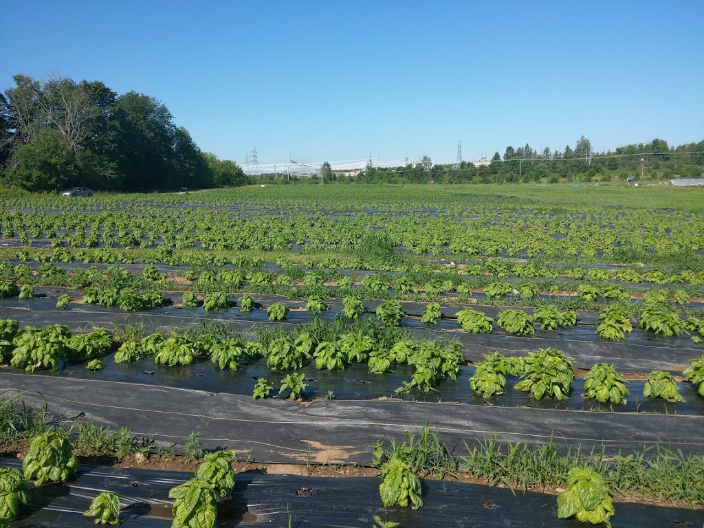 Plate-forme agricole de L’Ange-Gardien | 550 Chem. River, LAnge-Gardien, QC J8L 0M3, Canada | Phone: (819) 617-3133