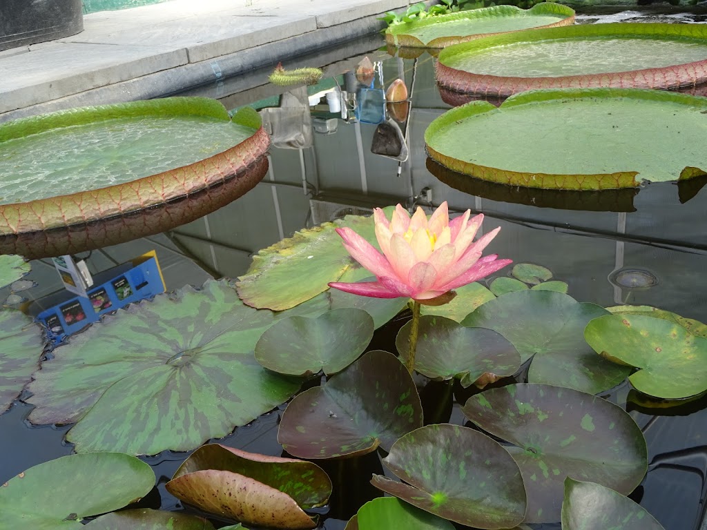 Aqualine Aquatic Plants & Waterfeatures | 23211 Township Rd 514, Sherwood Park, AB T8B 1L1, Canada | Phone: (780) 467-3450