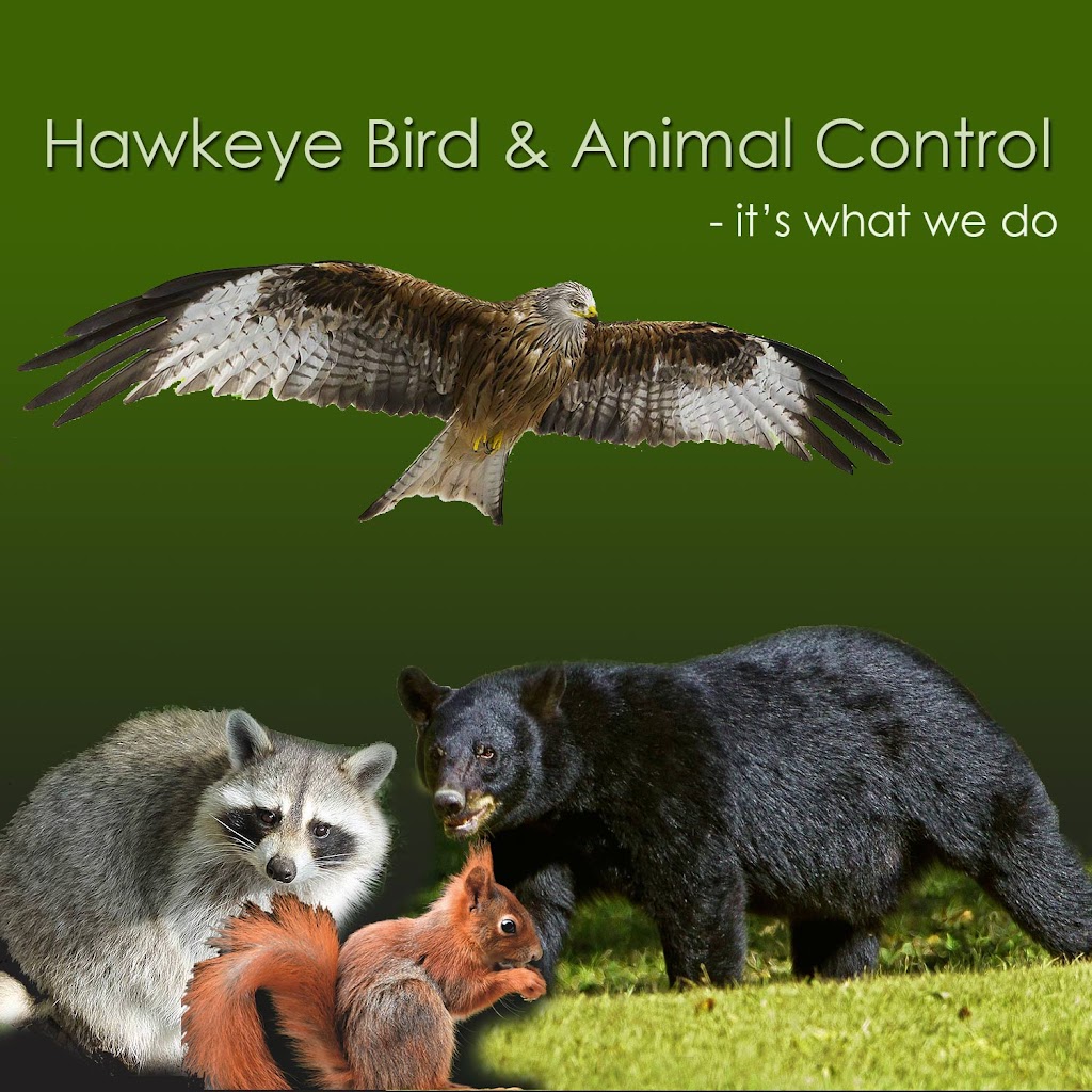 Hawkeye Bird and Animal Control & Falconry Experience North York | 1 Hycrest Ave #602, North York, ON M2N 6V8, Canada | Phone: (416) 429-5393