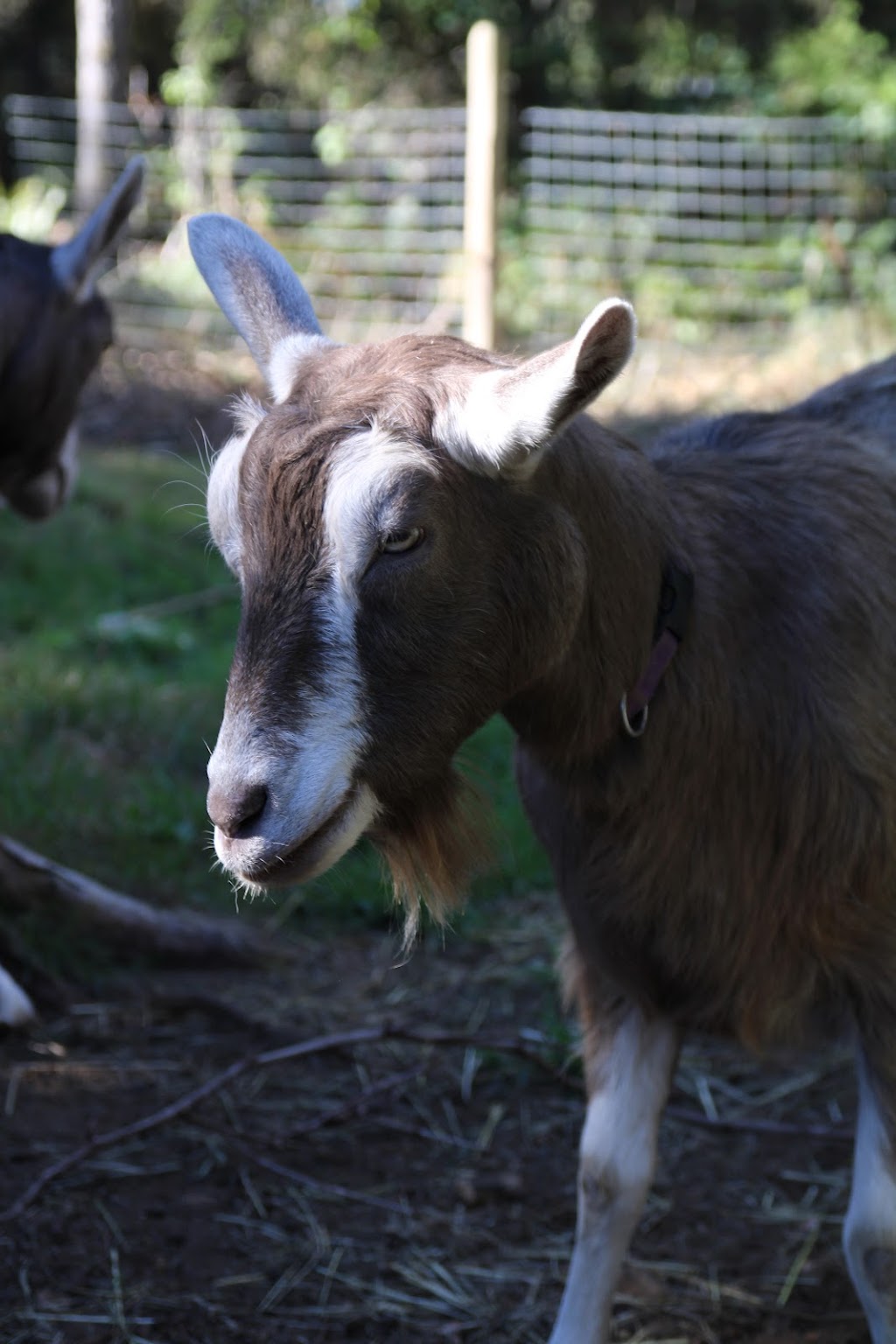 Grumpy Goat Soaps | 1925 Miracle Beach Dr, Black Creek, BC V9J 1K1, Canada | Phone: (250) 202-5028